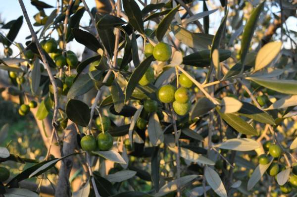 origine dell´olio extravergine di oliva