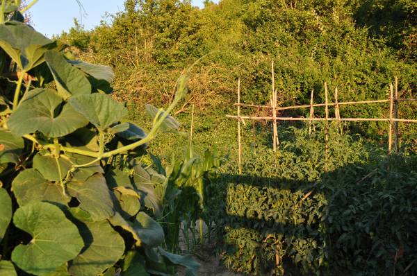 zucca originaria della SICILIA