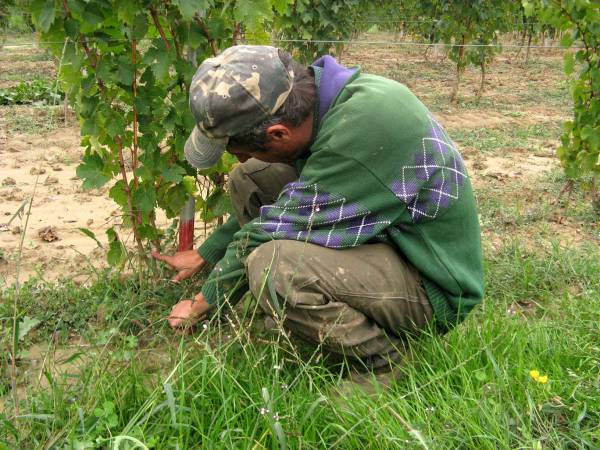 vendemmia