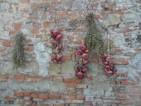 Cipolle ad asciugare sul Torrione